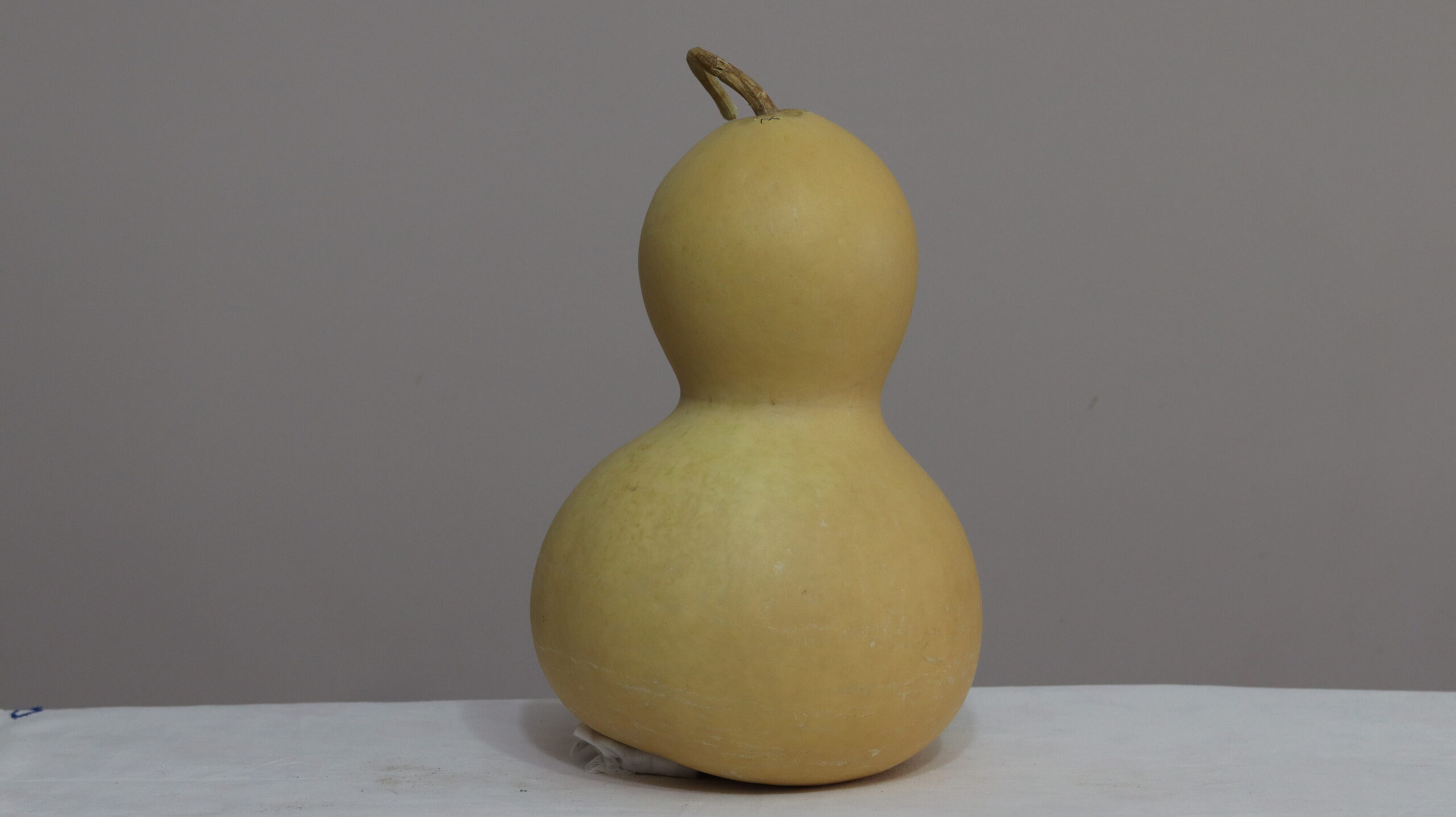 8 nolu Orta Boy Ham Su Kabağı - Görsel 2