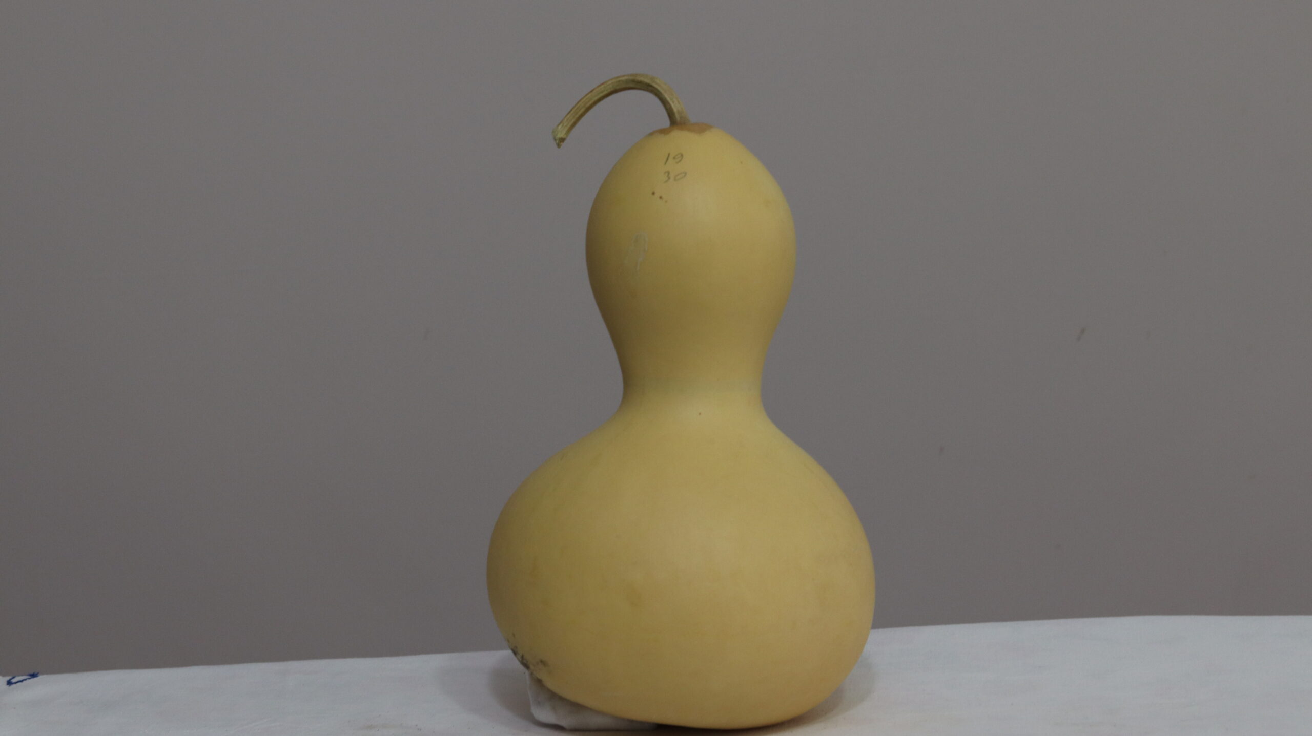 10 nolu Orta Boy Ham Su Kabağı - Görsel 2